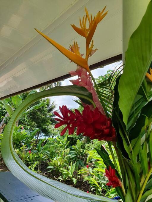 Raiatea, Opoa, Studio Du Fare Reve, Acces Mer Privatif Exterior photo